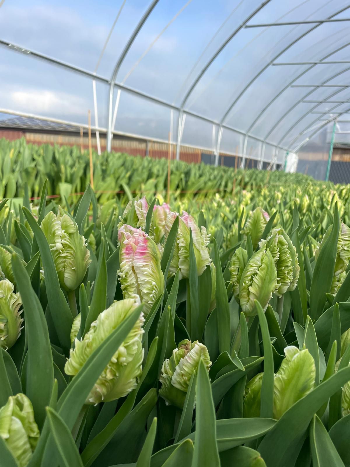 Tulpen im Gewächshaus